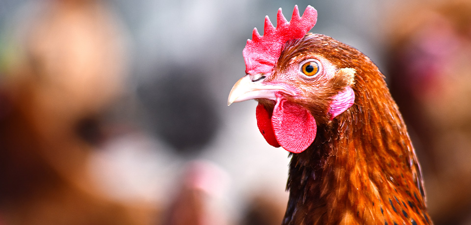 Boost your flock with premium feed