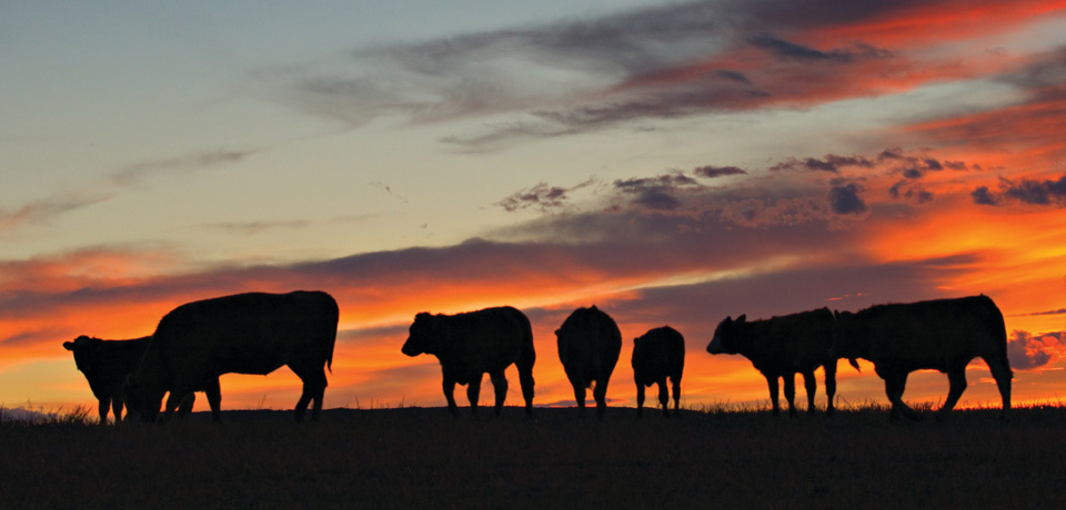 Planning mineral programs