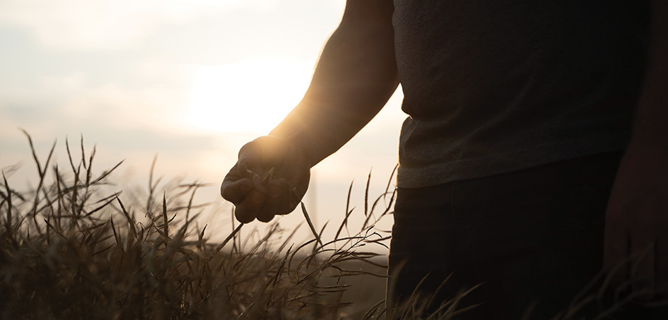 Flexibility in pre-harvest weed control