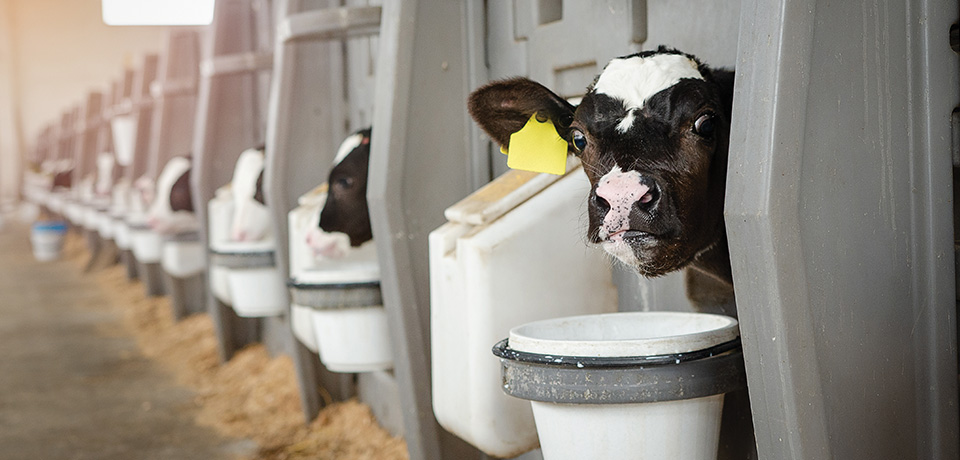 A fresh start for new calves